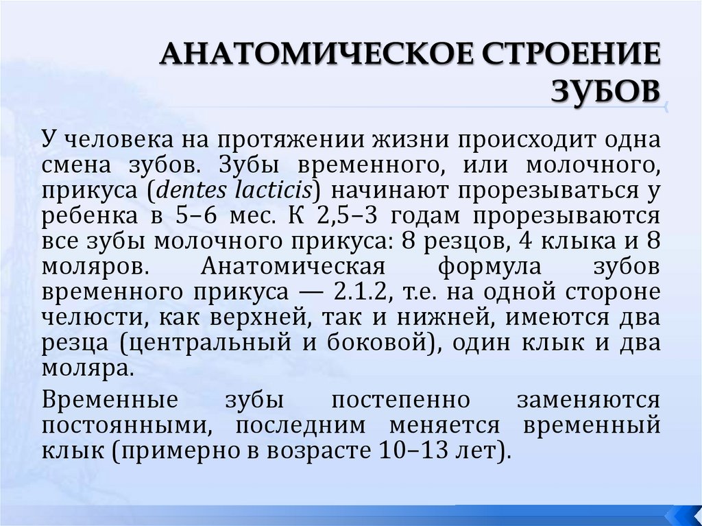 АНАТОМИЧЕСКОЕ СТРОЕНИЕ ЗУБОВ