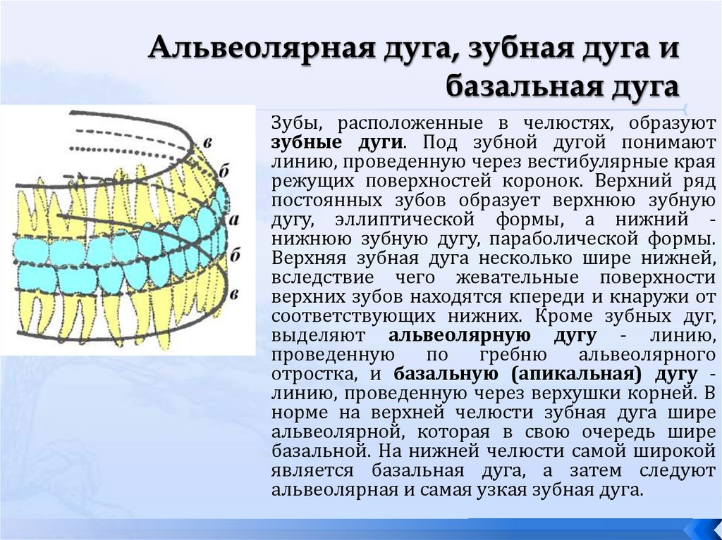 Альвеолярная дуга, зубная дуга и базальная дуга