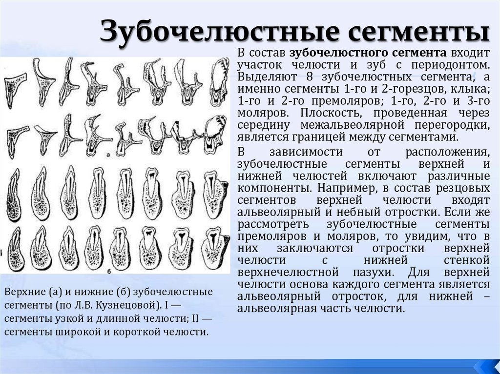 Зубочелюстные сегменты