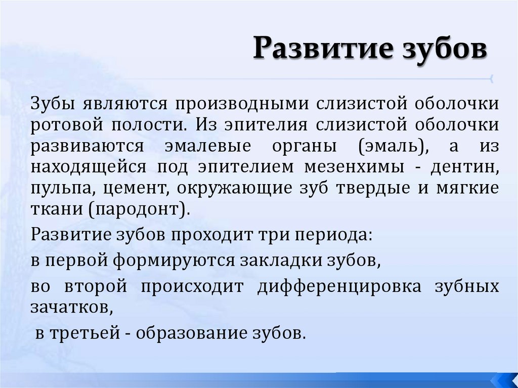 Развитие зубов