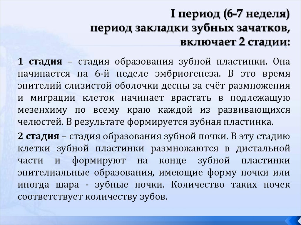 I период (6-7 неделя) период закладки зубных зачатков, включает 2 стадии: