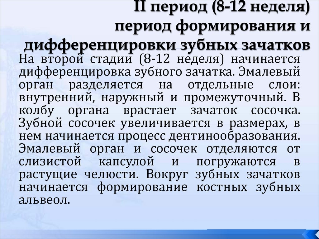 II период (8-12 неделя) период формирования и дифференцировки зубных зачатков