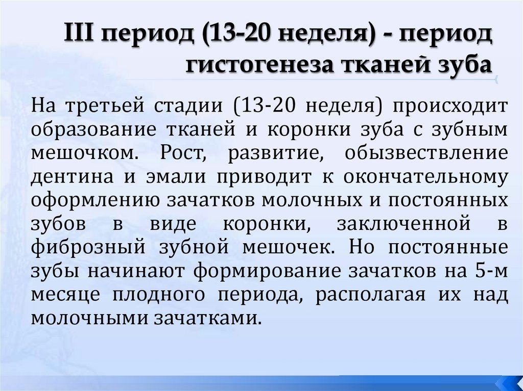 III период (13-20 неделя) - период гистогенеза тканей зуба