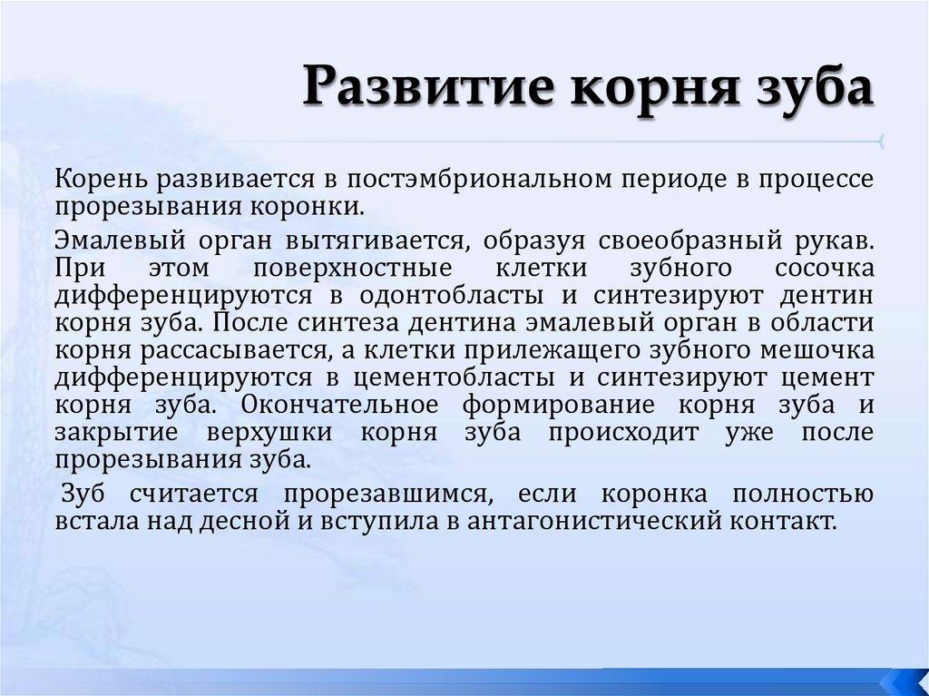 Развитие корня зуба