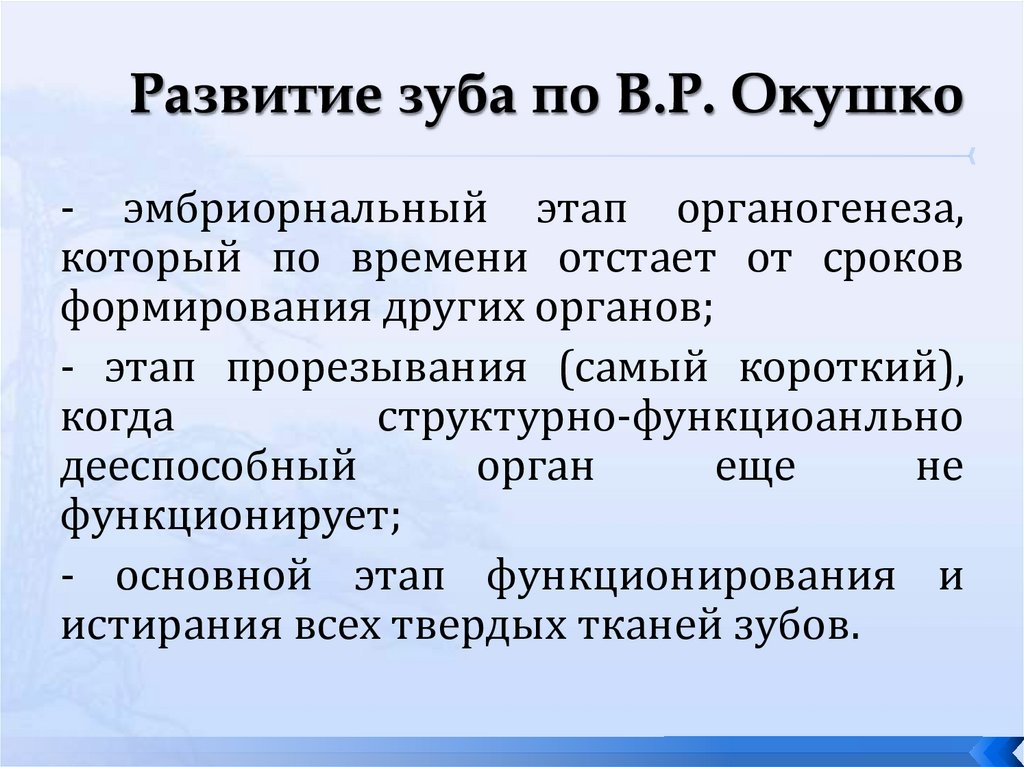 Развитие зуба по В.Р. Окушко