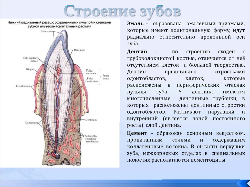 Строение зубов
