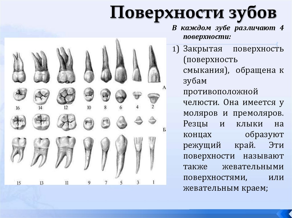 Поверхности зубов