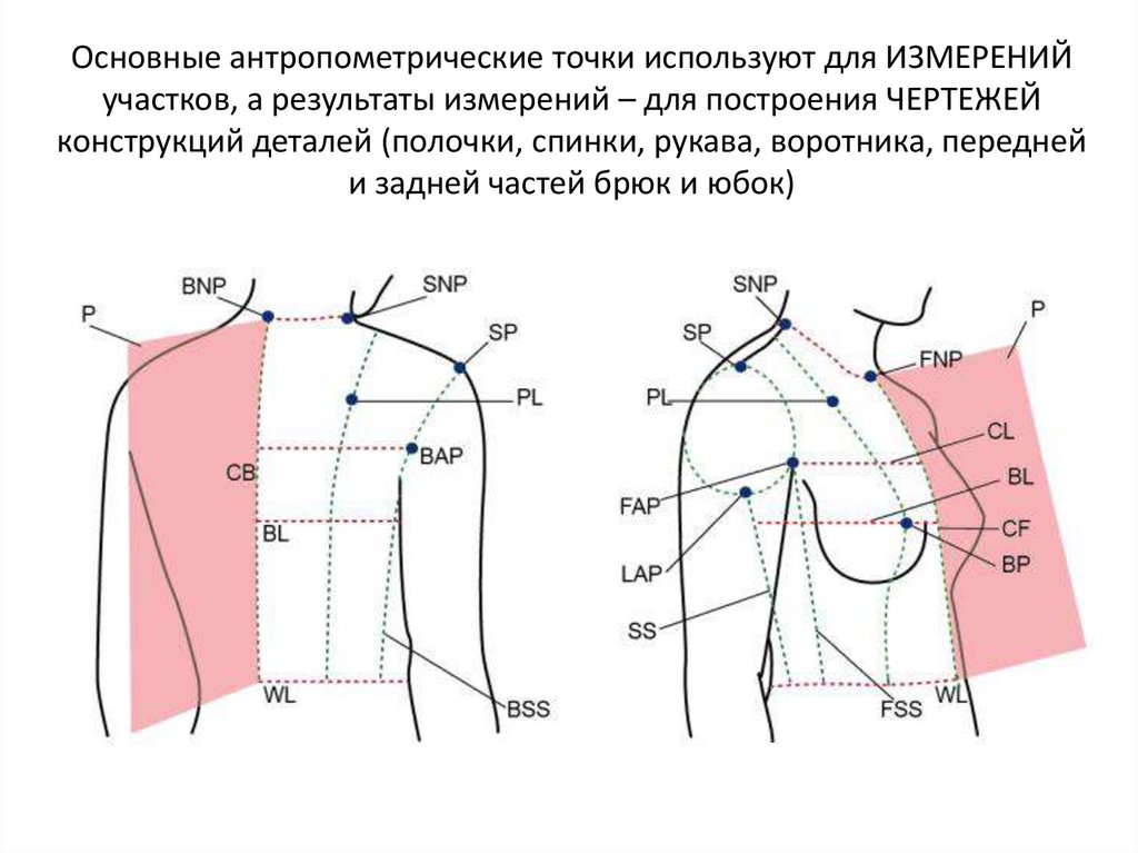 Основные антропометрические точки используют для ИЗМЕРЕНИЙ участков, а результаты измерений – для построения ЧЕРТЕЖЕЙ
