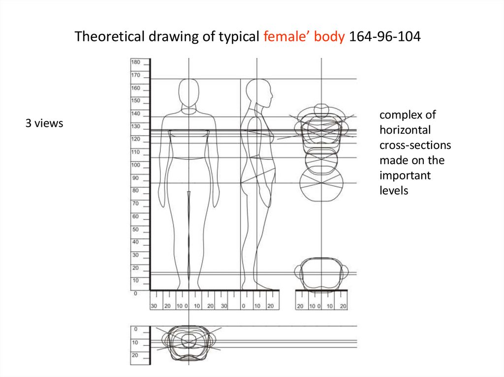Theoretical drawing of typical female’ body 164-96-104