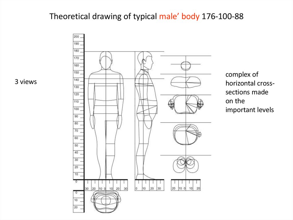 Theoretical drawing of typical male’ body 176-100-88
