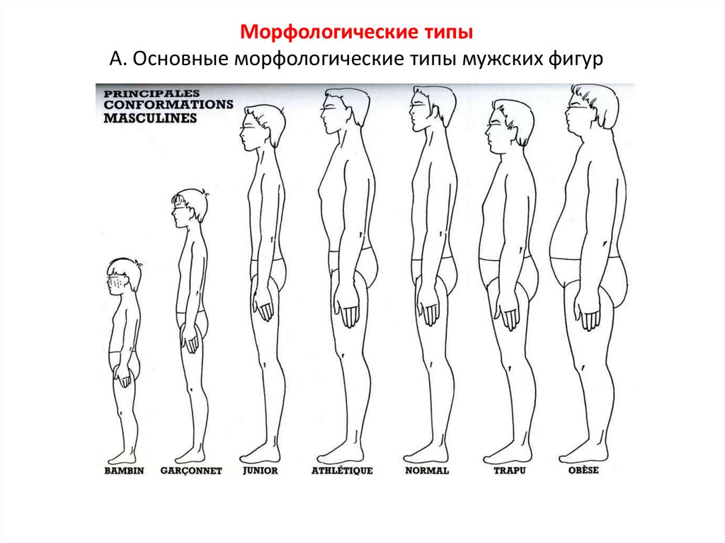 Морфологические типы А. Основные морфологические типы мужских фигур