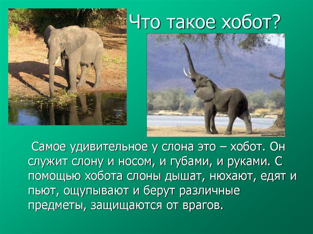 Что такое хобот?