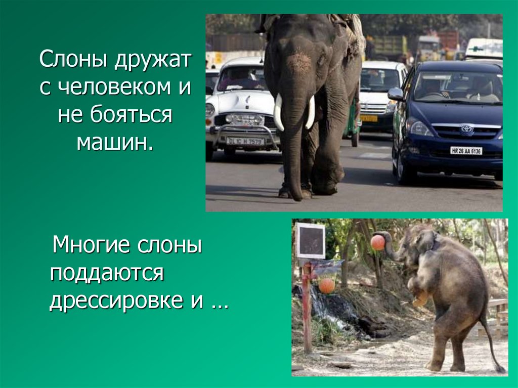 Слоны дружат с человеком и не бояться машин.