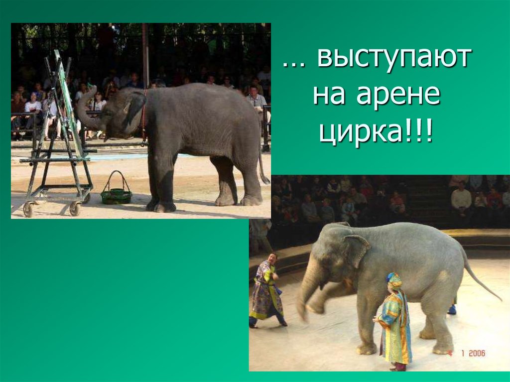 … выступают на арене цирка!!!