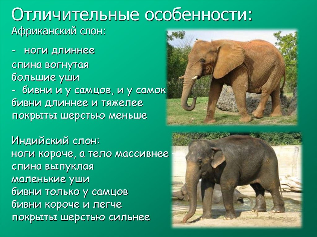 Отличительные особенности: Африканский слон: - ноги длиннее спина вогнутая большие уши - бивни и у самцов, и у самок бивни
