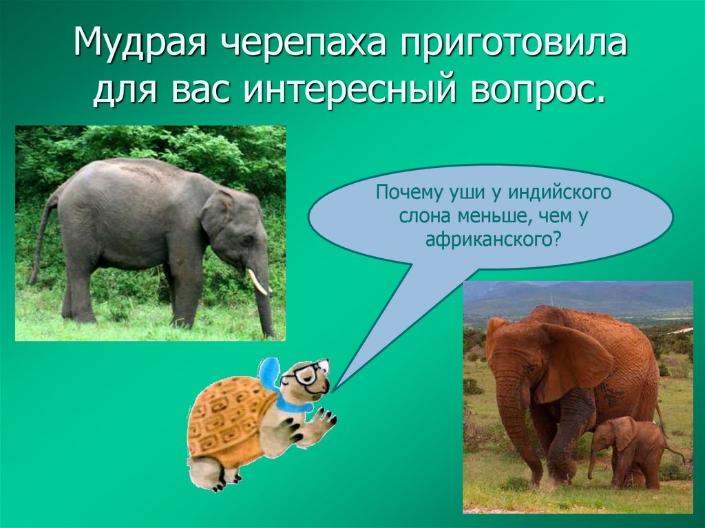 Мудрая черепаха приготовила для вас интересный вопрос.