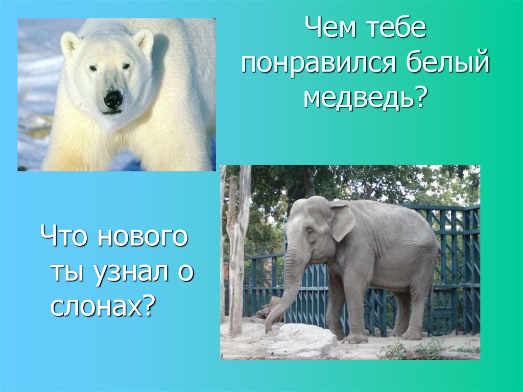 Чем тебе понравился белый медведь?