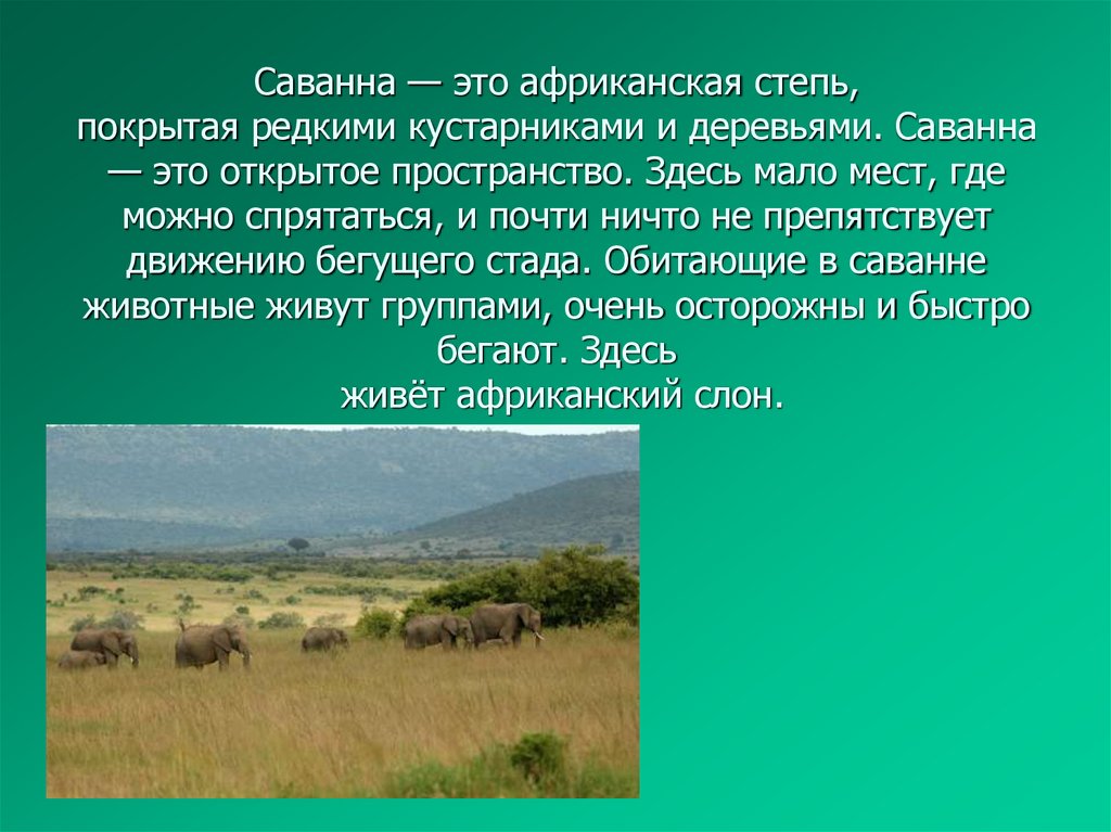 Саванна — это африканская степь, покрытая редкими кустарниками и деревьями. Саванна — это открытое пространство. Здесь мало