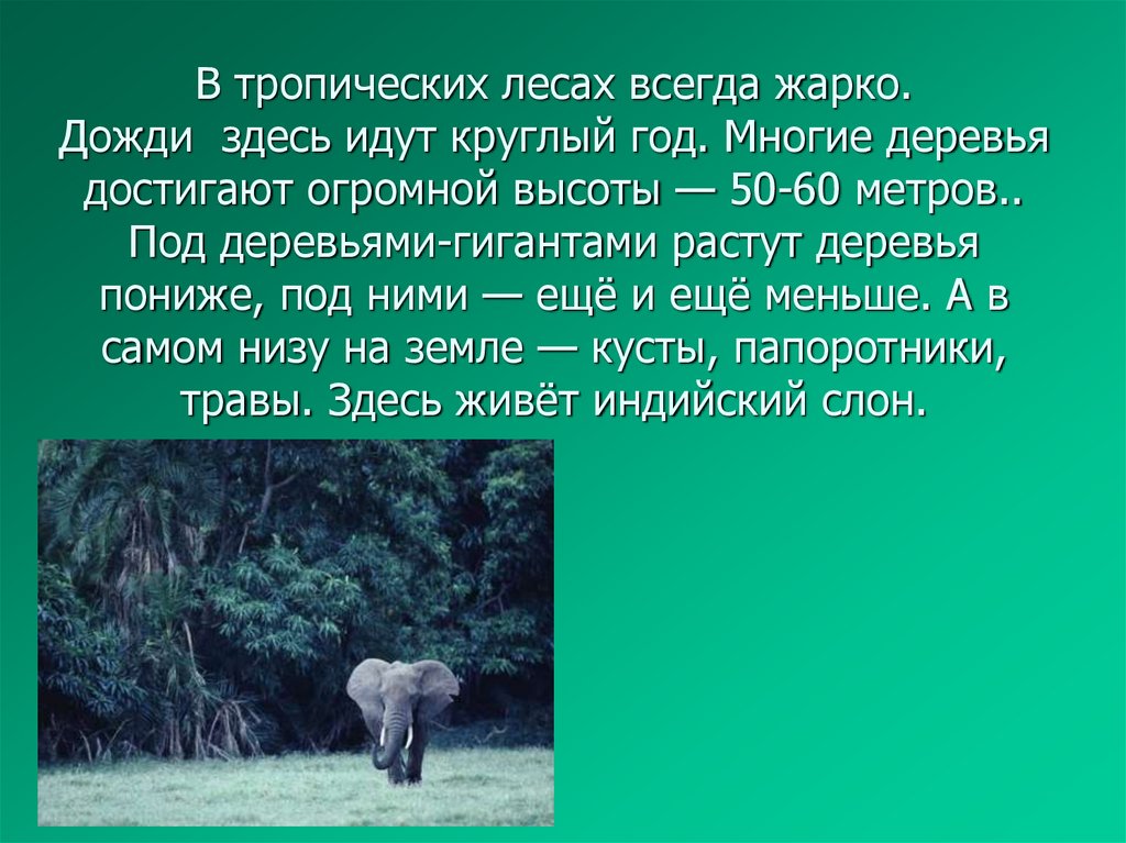 В тропических лесах всегда жарко. Дожди здесь идут круглый год. Многие деревья достигают огромной высоты — 50-60 метров.. Под