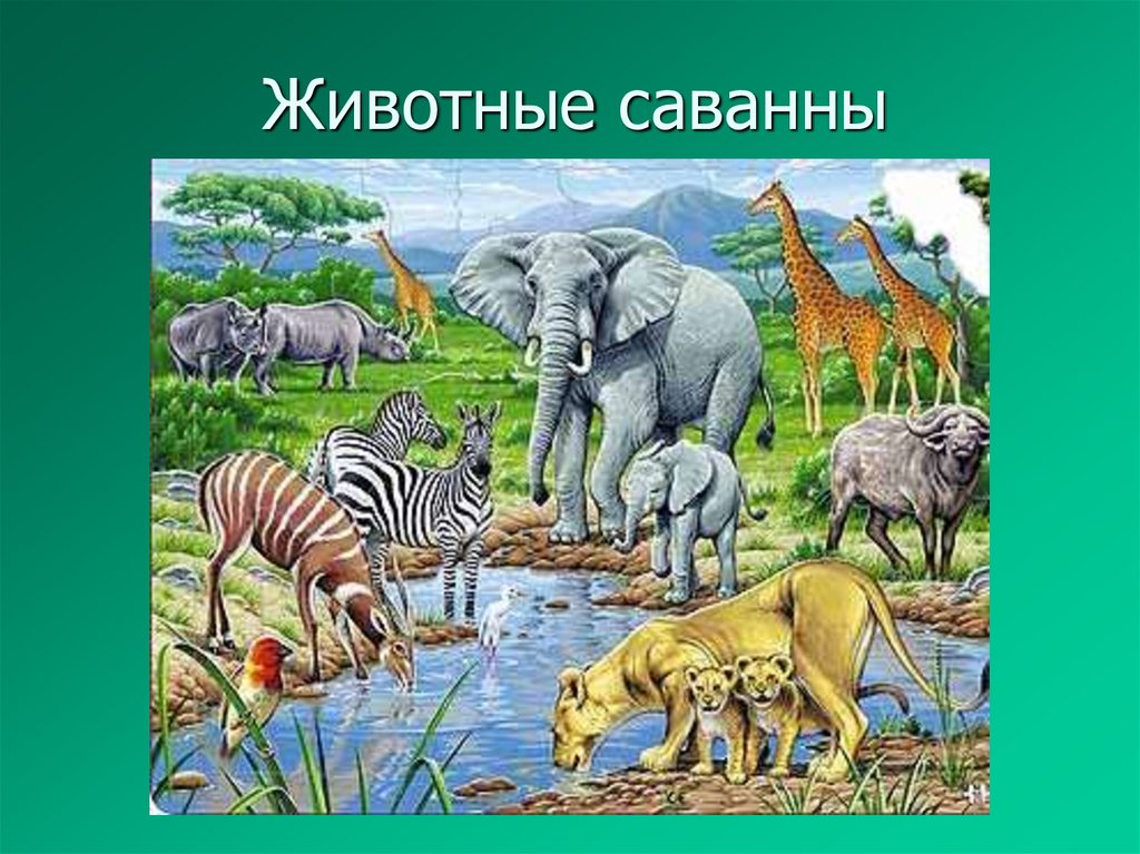 Животные саванны