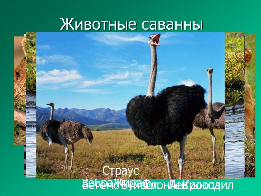 Животные саванны