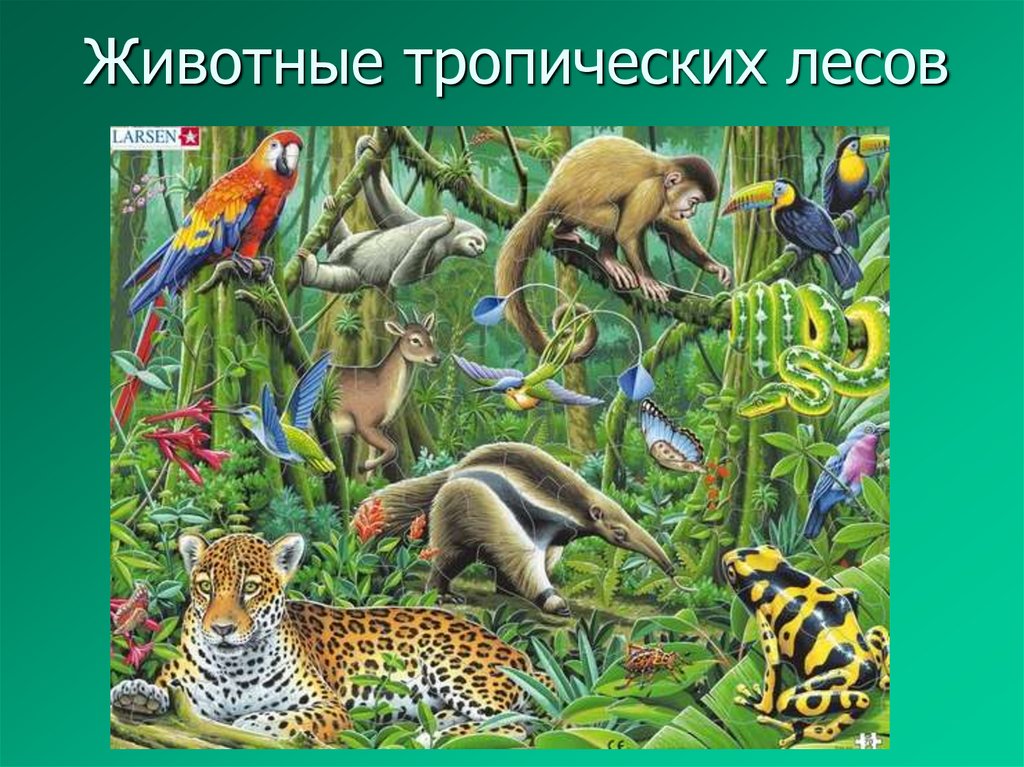 Животные тропических лесов