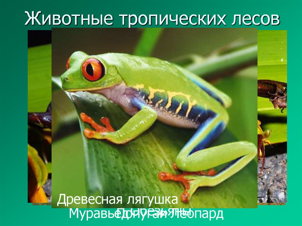 Животные тропических лесов