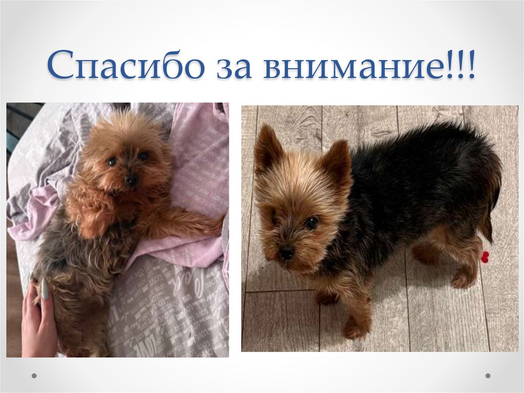 Спасибо за внимание!!!