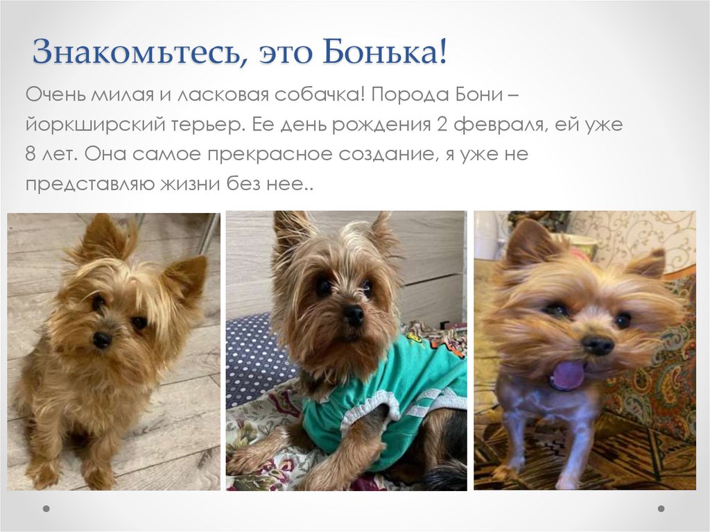 Знакомьтесь, это Бонька!