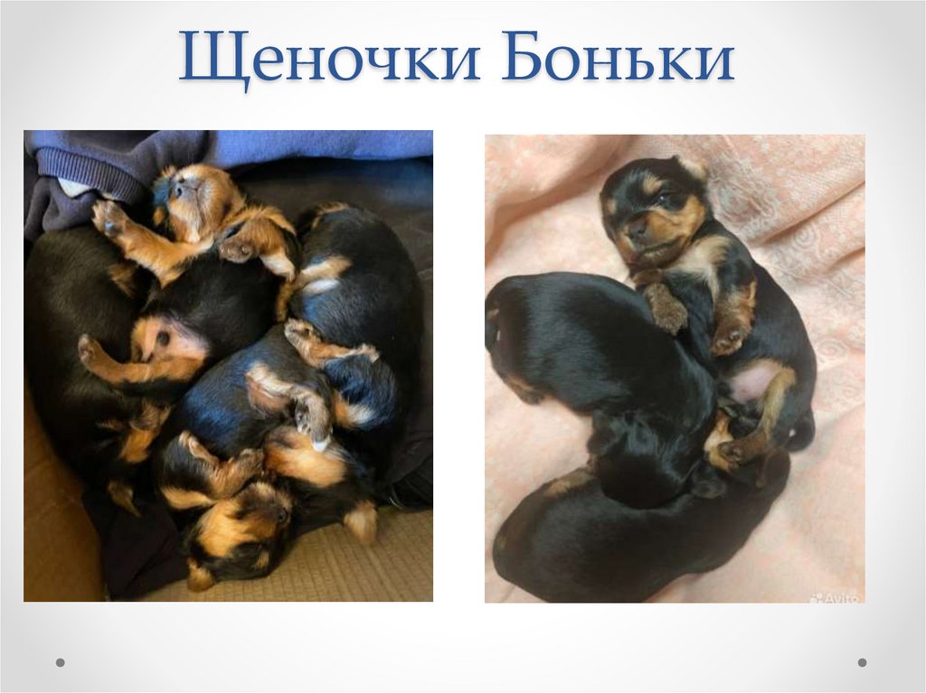 Щеночки Боньки