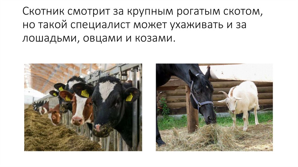 Скотник смотрит за крупным рогатым скотом, но такой специалист может ухаживать и за лошадьми, овцами и козами.