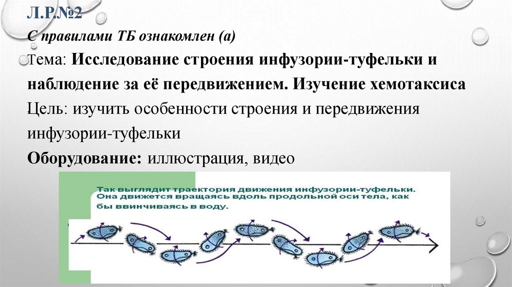 Л.Р.№2 С правилами ТБ ознакомлен (а) Тема: Исследование строения инфузории-туфельки и наблюдение за её передвижением. Изучение
