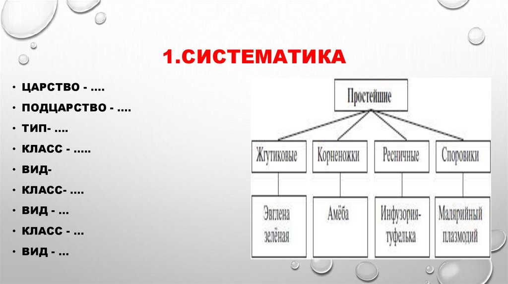1.Систематика