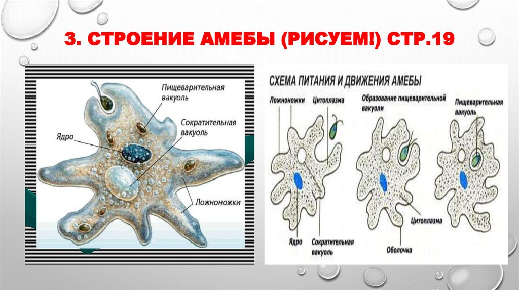 3. Строение амебы (рисуем!) стр.19