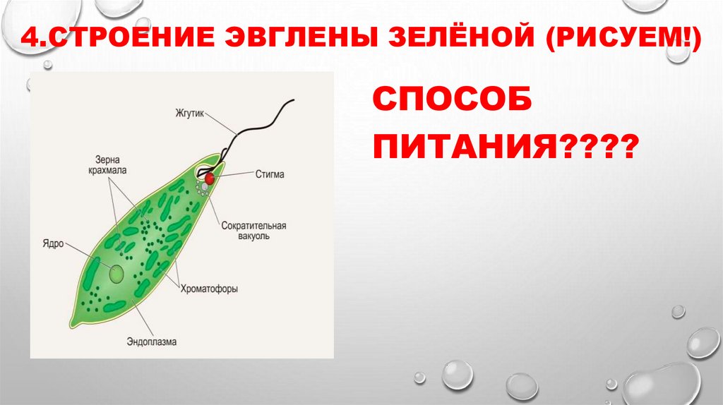 4.Строение эвглены зелёной (рисуем!)