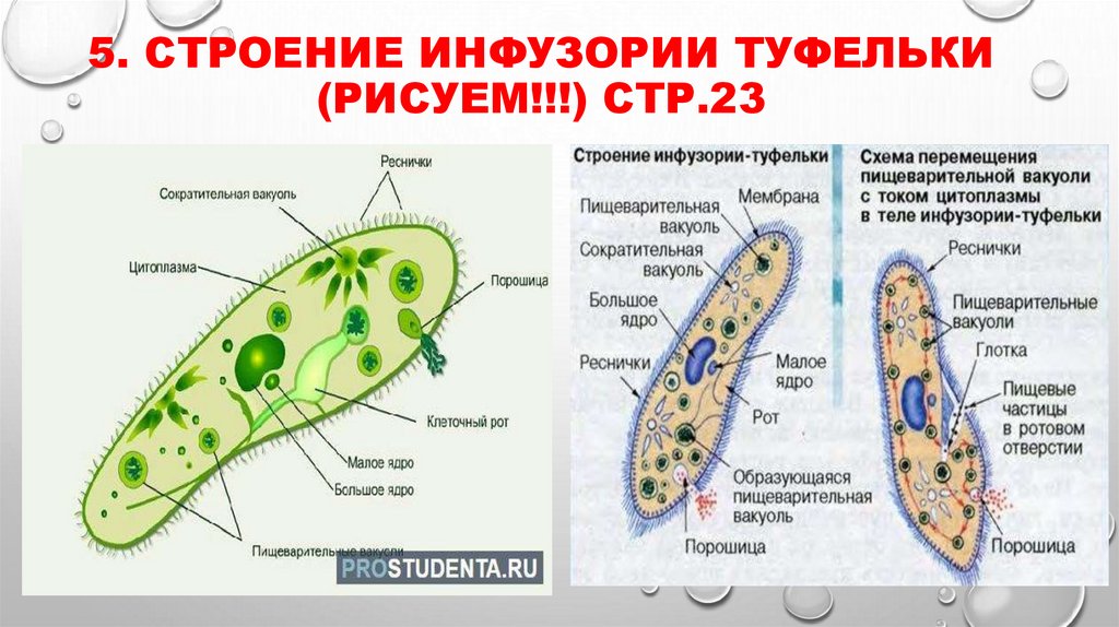 5. Строение инфузории туфельки (рисуем!!!) стр.23