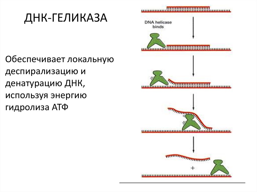 ДНК-ГЕЛИКАЗА