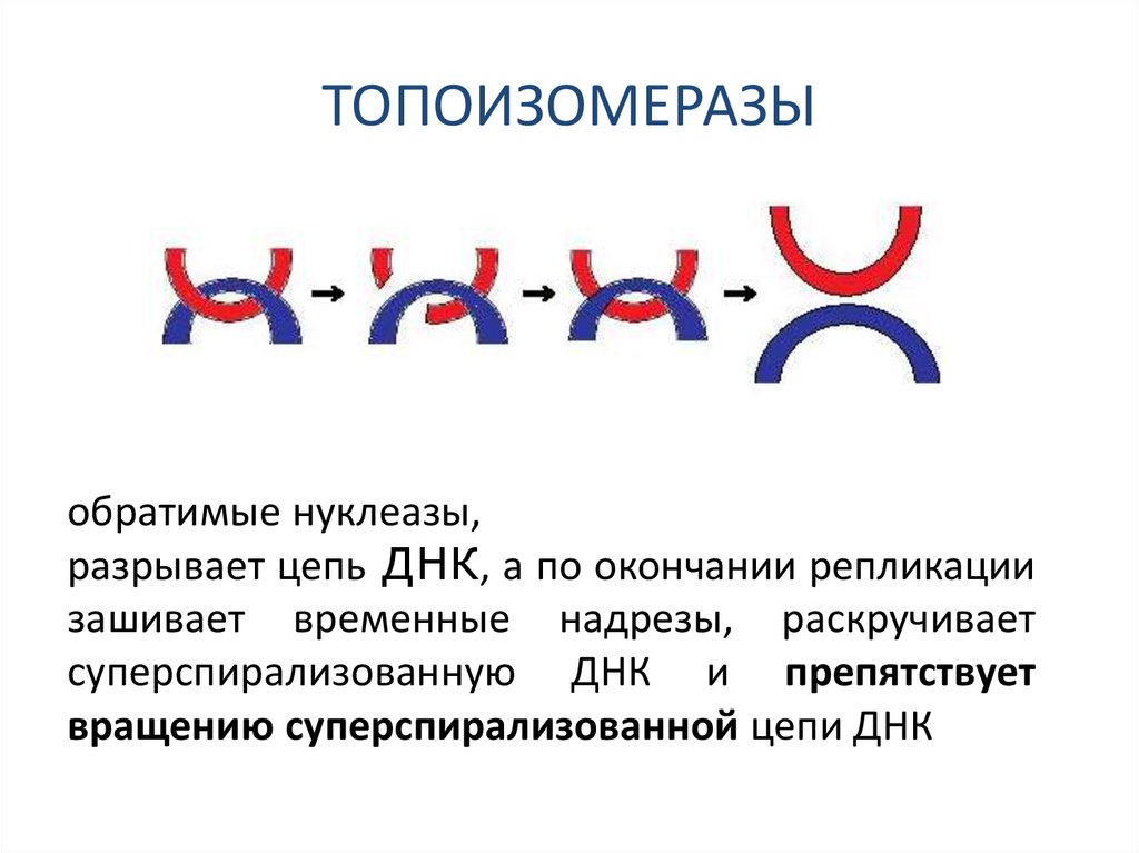 ТОПОИЗОМЕРАЗЫ