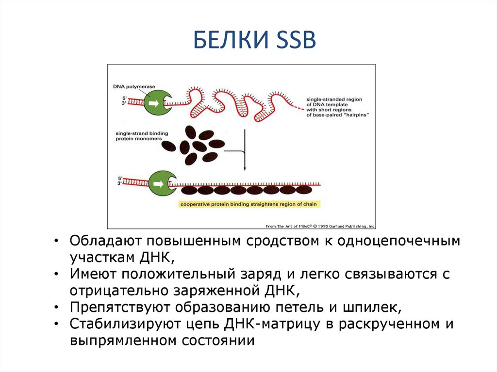 БЕЛКИ SSB