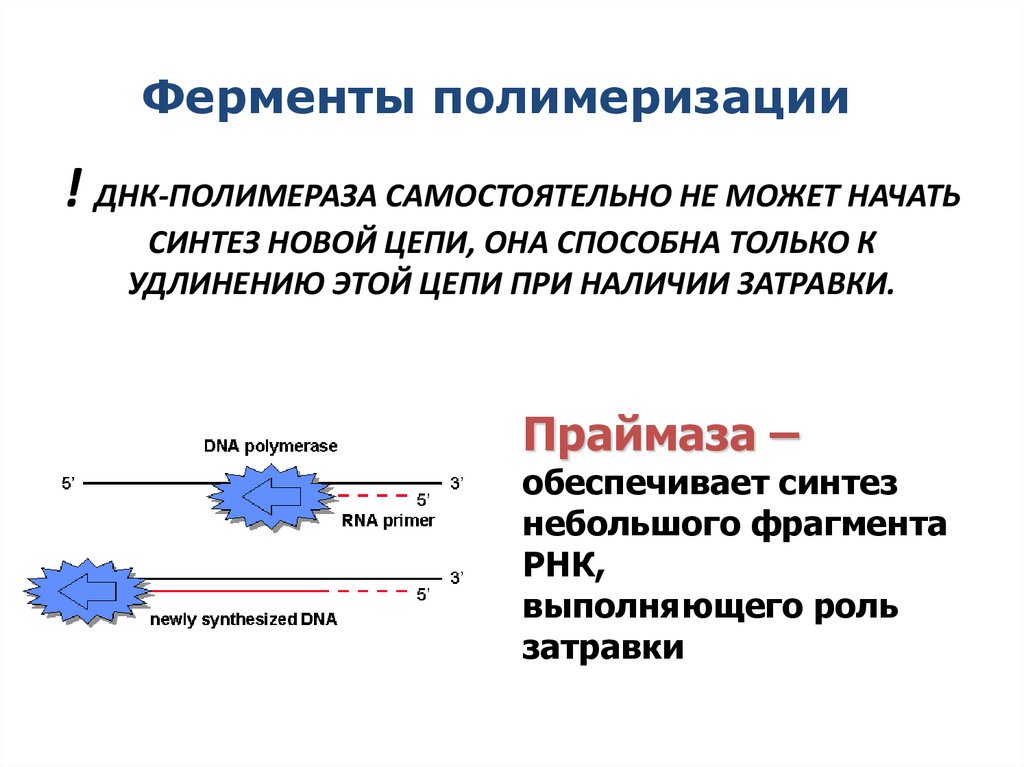 ! ДНК-ПОЛИМЕРАЗА САМОСТОЯТЕЛЬНО НЕ МОЖЕТ НАЧАТЬ СИНТЕЗ НОВОЙ ЦЕПИ, ОНА СПОСОБНА ТОЛЬКО К УДЛИНЕНИЮ ЭТОЙ ЦЕПИ ПРИ НАЛИЧИИ