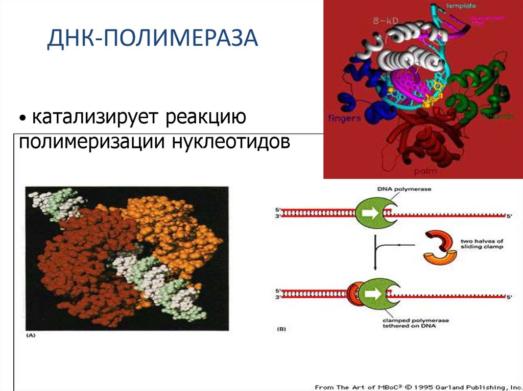 ДНК-ПОЛИМЕРАЗА