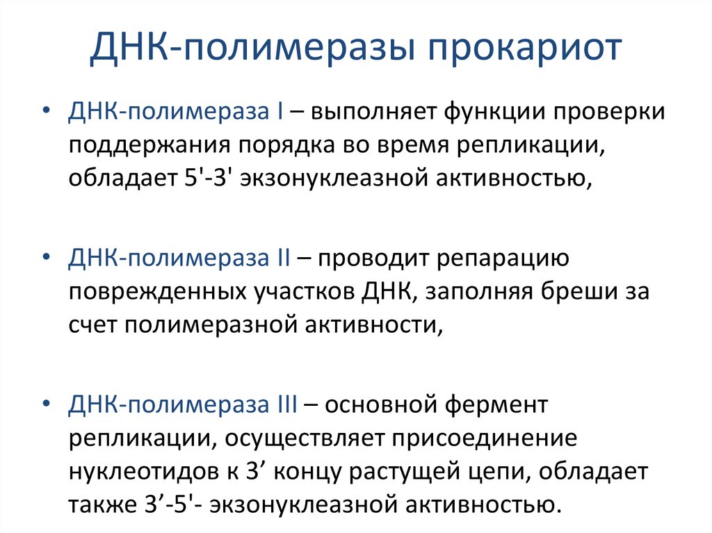 ДНК-полимеразы прокариот