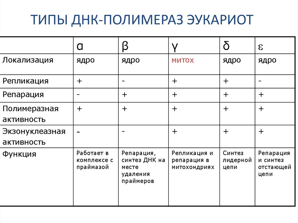 ТИПЫ ДНК-ПОЛИМЕРАЗ ЭУКАРИОТ