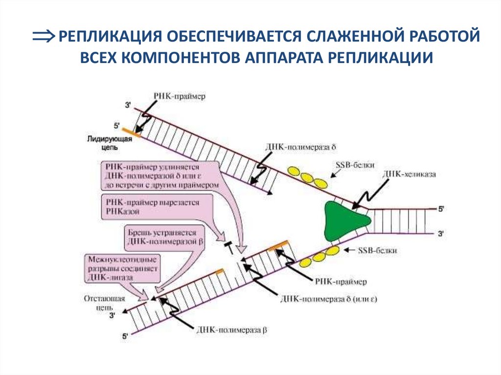  РЕПЛИКАЦИЯ ОБЕСПЕЧИВАЕТСЯ СЛАЖЕННОЙ РАБОТОЙ ВСЕХ КОМПОНЕНТОВ АППАРАТА РЕПЛИКАЦИИ
