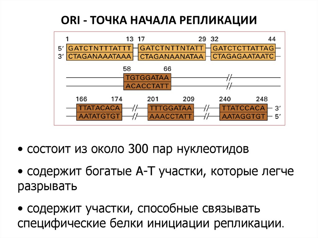ORI - ТОЧКА НАЧАЛА РЕПЛИКАЦИИ