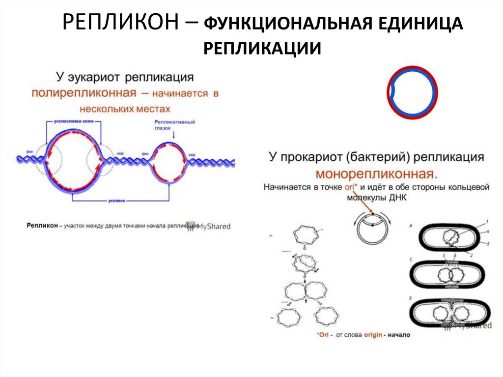 РЕПЛИКОН – ФУНКЦИОНАЛЬНАЯ ЕДИНИЦА РЕПЛИКАЦИИ
