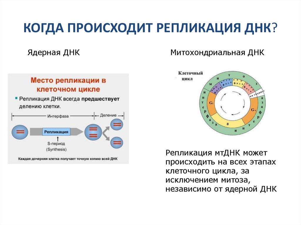 КОГДА ПРОИСХОДИТ РЕПЛИКАЦИЯ ДНК?