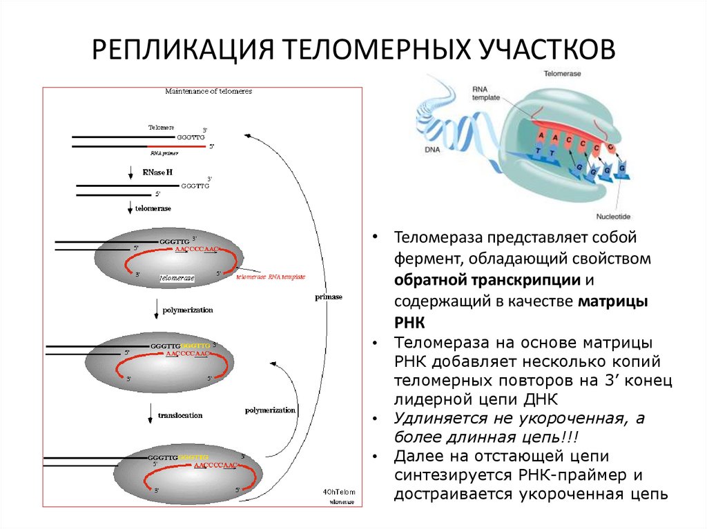 РЕПЛИКАЦИЯ ТЕЛОМЕРНЫХ УЧАСТКОВ