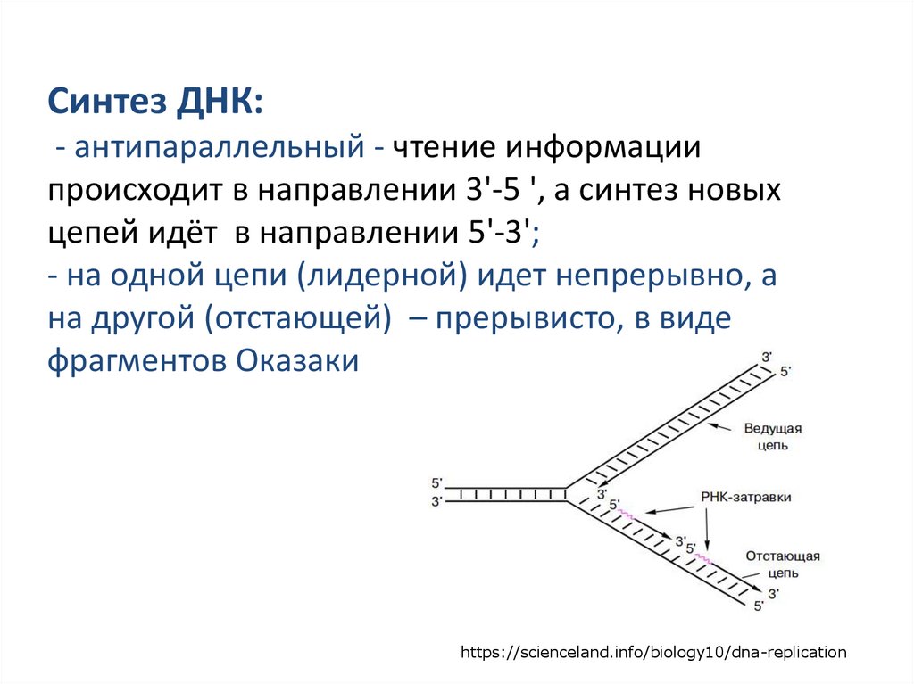 Синтез ДНК: - антипараллельный - чтение информации происходит в направлении 3'-5 ', а синтез новых цепей идёт в направлении
