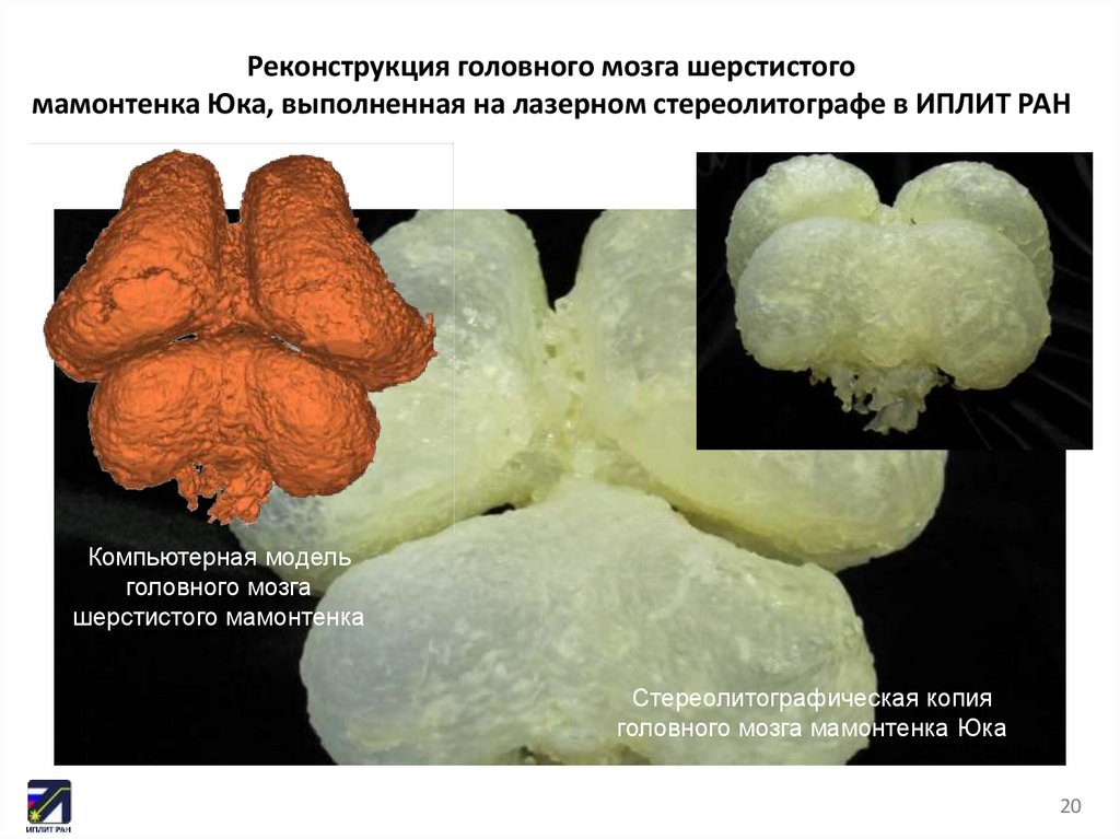 Реконструкция головного мозга шерстистого мамонтенка Юка, выполненная на лазерном стереолитографе в ИПЛИТ РАН